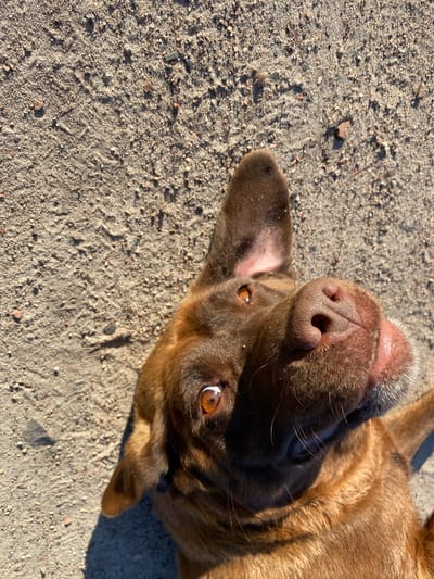 An overhead, close-up shot shows a brown Labrador dog lying on its back on a sandy ground. The dog's head is tilted to the left, and its face is partially obscured by shadow. The dog's amber eyes are visible, as is its dark brown nose and mouth. The ground is composed of light brown sand with small pebbles and dirt. The image does not contain any information about the city of Liuboml, Ukraine.