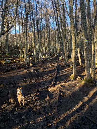The image depicts a forest path in Unknown, Argentina, characterized by tall, bare trees lining either side of a muddy trail. The trees, covered in moss or lichen, reach towards a blue sky visible through the branches. The ground is primarily dark, wet mud, with visible tree roots and sporadic leaf litter. A dog wearing a patterned vest lies on its back near the edge of the path, possibly interacting with the mud or taking a rest. Sunlight filters through the trees, creating patches of light and shadow on the path.