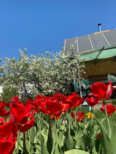 The image shows a view of red tulips in full bloom in what appears to be a garden setting. Behind the tulips is a tree with white blossoms, likely a cherry or apple tree. In the background, there is a shed or outbuilding with a dark grey roof and green siding. A silver chimney extends from the roof of the shed. The sky is a clear blue. Considering the location is Novouralsk, Russia, it is likely a domestic garden. The image suggests a bright, sunny day in springtime, with the tulips and blossoming tree adding color to the landscape. There are no people visible in the scene.