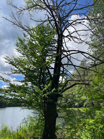 The image shows a scenic view of a lake with trees and vegetation on the shore, located in Greig, United States. In the foreground, a large tree with both green foliage and bare, skeletal branches dominates the center of the frame. Its trunk is thick and textured, and its branches spread outwards, some reaching towards the sky and others arching over the water.
To the left of the tree, the calm surface of a lake is visible, reflecting the blue sky and white clouds. The water appears still, with gentle ripples. Along the shoreline in the foreground, lush green grass and reeds grow, adding to the natural landscape.
In the background, dense green trees form a backdrop to the lake, with some taller coniferous trees interspersed among deciduous ones. The sky above is a mix of bright blue patches and dramatic, fluffy white clouds. The overall scene conveys a sense of tranquility and natural beauty.