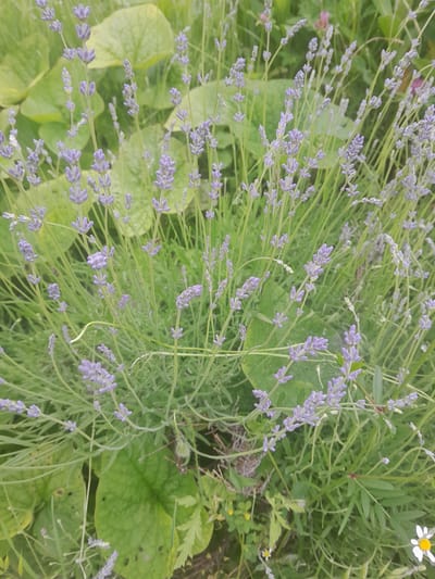 A close-up, eye-level shot of lavender plants with a shallow depth of field, focuses on the lavender stalks topped with pale purple flowers. The background consists of blurred green foliage and some larger, light green leaves. In the lower right corner, a single white daisy with a yellow center is visible. The scene is outdoors, suggesting a garden or natural setting. The image was taken in Luka-Meleshkivska, Ukraine.