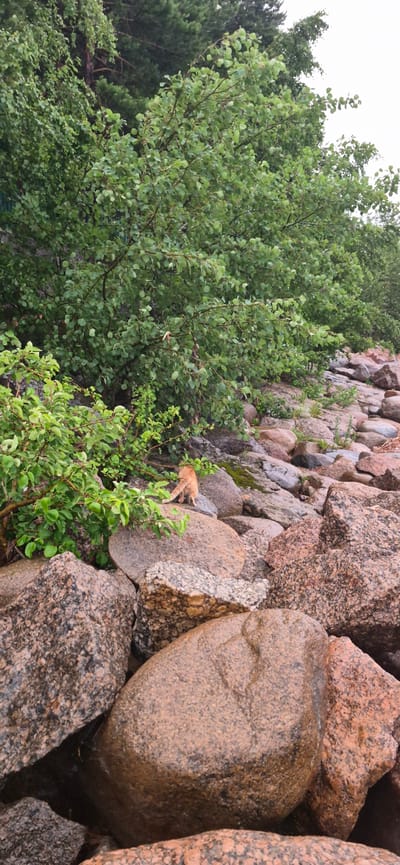 An orange cat walks on a rocky shore. The cat is facing away from the camera, with its tail held up. The cat is walking on a large, grey rock. The shore is covered in large, rounded rocks of various colors, including grey, brown, and pink. Green bushes and trees are visible in the background. The sky is overcast and the overall lighting suggests a cloudy day. The image appears to be taken in Repino, Russia, a resort town on the Gulf of Finland.