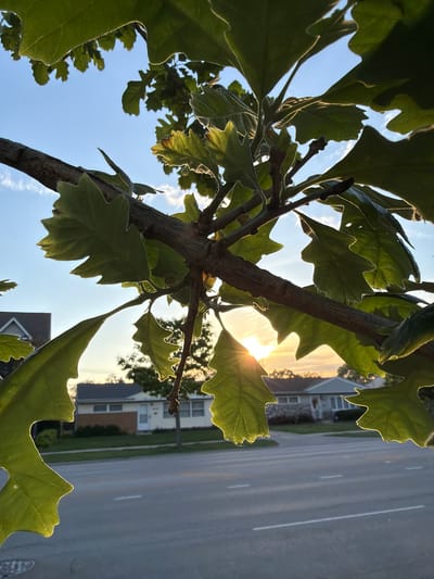 Here's a detailed description of the image:
**Scene:** A low-angle shot looking up through the branches and leaves of a tree. The leaves are green with distinctive lobed edges. The sun is shining brightly, partially obscured by the leaves. In the background, there's a street with a house visible on the side of the street and the sky.
**Objects:** Tree branches and leaves, a street, a house, the sky, and the sun.
**Location:** Based on the visual characteristics and lack of identifying features, the image appears to depict a common residential street scene in Niles, Illinois, United States.