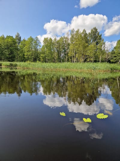 The image shows a tranquil natural scene of a body of water reflecting a treeline and a blue sky with white clouds. The water's surface is dark and still, with a few lily pads floating on it. In the foreground, there are three bright green lily pads, two of which are clustered together, and one slightly further away. The background features a dense line of lush green trees, with lighter-colored trunks, possibly birch, interspersed among darker foliage. The trees are reflected in the water, creating a mirror image. A band of tall, green reeds or grasses runs along the edge of the water before the treeline. The sky above is a vibrant blue, dotted with fluffy white cumulus clouds. The scene is peaceful and appears to be an undeveloped natural area. This scenery could be found in the vicinity of Viesīte, Latvia, which is known for its natural landscapes and numerous lakes and rivers.