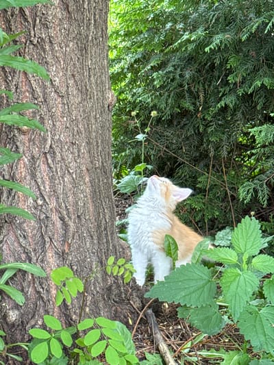 A small orange and white kitten is looking up at the sky, with its head tilted back. The kitten is sitting on the ground next to a large tree trunk, with green bushes and plants surrounding it. The scene appears to be in a park or garden. The lighting suggests it is daytime.
