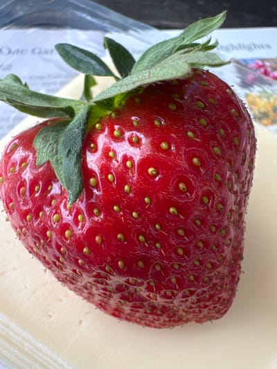 A close-up, high-angle shot features a single, large, ripe strawberry resting on a surface of sliced cheese. The strawberry is a vibrant red, with numerous small, light green seeds visible across its dimpled surface. Fine, almost translucent hairs are apparent on the strawberry's skin. A cluster of green leaves, likely the stem and cap, are attached to the top left of the strawberry, showing a fuzzy texture.

The cheese appears to be thinly sliced and stacked, with a pale yellow hue and a smooth, uniform texture. The background is a soft blur, with hints of printed text and an out-of-focus image of colorful flowers, suggesting the strawberry and cheese might be placed on top of packaging or a magazine. The lighting is bright, casting subtle reflections on the strawberry's glossy skin, indicating it might be daytime. There are no people or animals present, and the focus is entirely on the food items and their immediate surroundings. The scene is static, with no discernible activity beyond the arrangement of the food.

There is visible text in the background, though most of it is out of focus and difficult to read definitively. Partial words such as "highlights" and "One Gar" can be discerned. The overall impression is of a simple, still-life composition, likely intended for a food-related context. The location context of Mid Sussex, United Kingdom, does not provide any specific visual cues within the image itself.