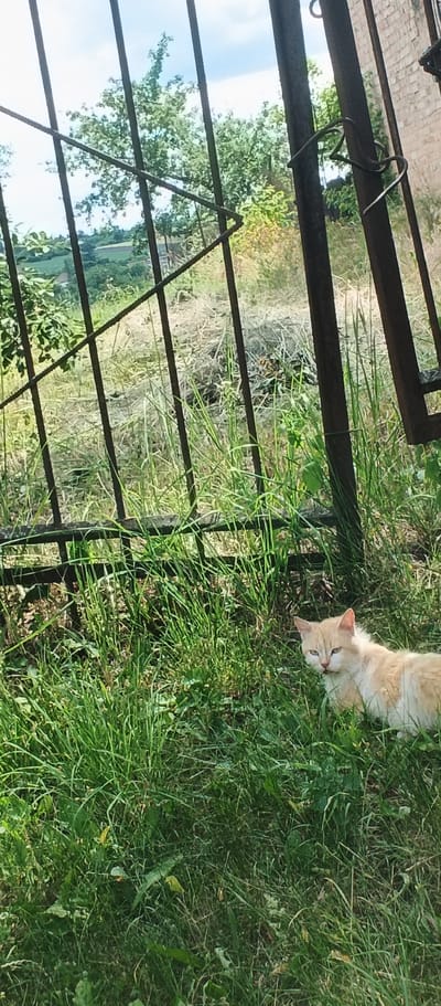 A ginger and white cat is sitting in tall grass in a yard. The cat is looking at the camera with its mouth slightly open. The cat is in front of a rusty metal fence. In the background, there are trees and a brick building. The sky is blue with some clouds. The image appears to have been taken on a sunny day. The location is the city of Popivka, Ukraine.