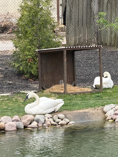 Two swans are present at a pond in Powell, Ohio, USA. One swan is by the pond's edge, and the other is in the swan house. Rocks line the pond. A tree is to the left of the swan house, and a fence is present.