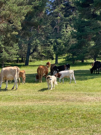 A herd of cows and a dog are grazing in a grassy field near a forest. The image is taken from a low angle, showing the animals in their natural habitat. The forest in the background is dense with pine trees. The sky is clear and blue. The scene appears peaceful and serene. This scene is located in the city of Batak, Bulgaria.