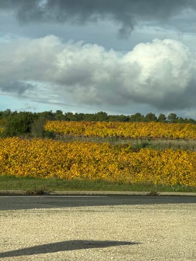 The image displays an autumnal rural landscape in Pourrières, France. The sky, occupying the upper half of the frame, features a mix of dark grey and white cumulus clouds, with sporadic patches of lighter blue visible. A distant, linear band of dark green trees, likely conifers, stretches horizontally across the background, forming a horizon line. The midground is dominated by multiple cultivated rows of grapevines, exhibiting uniform vibrant yellow foliage consistent with late autumn. These vineyard sections are separated by narrower strips of lighter, drier vegetation or earth. In the immediate foreground, a narrow band of green grass runs parallel to a dark grey asphalt road, which features a subtle white horizontal marking. Below the road, a light-colored, coarse gravel or crushed stone surface occupies the lower third of the image. Multiple elongated, dark shadows are cast diagonally across this gravel surface from the left side of the frame towards the right. No individuals, animals, or active human presence are depicted within the scene.