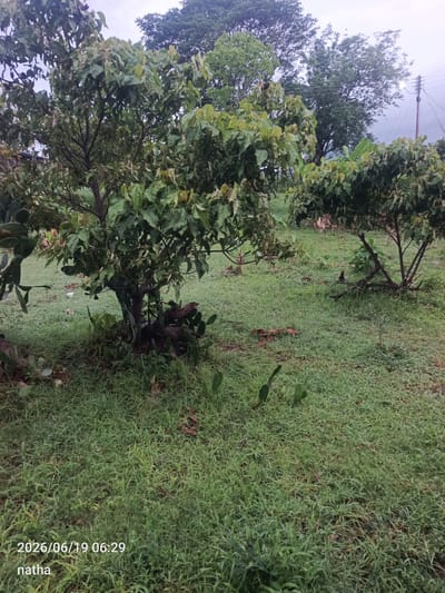 An outdoor daytime shot depicts a moderately dense natural environment with a focus on several trees and abundant green grass. In the foreground, a young tree with dark brown bark and multiple branches covered in large, lush green leaves stands centrally. Around the base of this tree, several prickly pear cactus pads are visible, some appearing partially buried in the earth. To the right, another similar tree, though appearing slightly younger and less dense, is situated further back. The ground is predominantly covered in short, green grass, with some patches of fallen leaves and dry vegetation scattered throughout. In the background, larger trees with denser foliage are visible, with a utility pole and wires faintly present on the far right. The sky is overcast and appears grey. The timestamp "2026/06/19 06:29" and the word "natha" are superimposed on the lower left corner of the image. The scene is suggestive of a rural or semi-rural setting within El Chaparral, Venezuela.