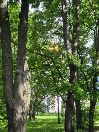 The image depicts a sunlit park area with mature trees. In the foreground, a large tree trunk with a distinctive split dominates the left side of the frame. The bark is rough and textured. Behind this tree, several other trees with lush green foliage are visible, some casting shadows on the grass. Sunlight filters through the leaves, creating dappled light effects. In the background, a low fence and a building with yellow accents can be seen. The grass is green and appears well-maintained, suggesting a public park or garden. The overall impression is of a peaceful, natural setting within an urban environment. Based on the presence of similar architecture and lush greenery often found in the city, this scene could be located in a park within Petrozavodsk, Russia, such as Onega Embankment or a similar green space. There are no people or animals visible in the image.