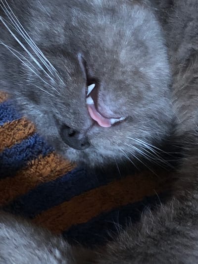 A close-up, low-angle, eye-level shot captures a grey cat sleeping on a striped blanket. The cat's mouth is slightly open, revealing its pink tongue and a portion of its white teeth. Its whiskers are prominent, fanning out from its muzzle. The blanket is composed of thick, fuzzy stripes in shades of navy blue and burnt orange. The lighting is dim, suggesting an indoor setting. The location of this image in Sosnovka, Russia, cannot be determined from the visual information provided.