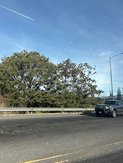 A gray pickup truck drives on a four-lane highway in San José, Costa Rica, located at latitude 9.996, longitude -84.269. The truck is traveling in the right lane and is almost completely in frame, facing towards the right. The truck is surrounded by greenery, including several large trees to the left of the roadway and smaller trees to the right. A streetlight with a single lightbulb is visible to the right of the truck, along with a smaller light post to the left. The road is paved and appears to have cracks in it. The sky is blue and mostly clear, with a few white contrails from airplanes.