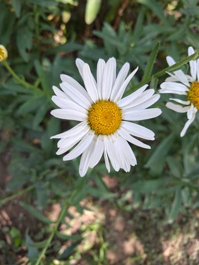A close-up, top-down view captures a white daisy with a bright yellow center, its petals unfurled against a backdrop of blurred green foliage. The daisy is in sharp focus, highlighting the intricate details of its petals and the textured center. To the right, a portion of another daisy is visible, also with white petals and a yellow center, but it is out of focus. The background consists of various shades of green leaves and some brown soil, suggesting an outdoor setting. The lighting appears natural, casting subtle shadows. The image was taken in a garden or a natural area, possibly within the city of Asaka, Uzbekistan, given the context of the prompt. No people are present in the image, and no specific actions or interactions are depicted. The focus is solely on the floral subject and its immediate environment.