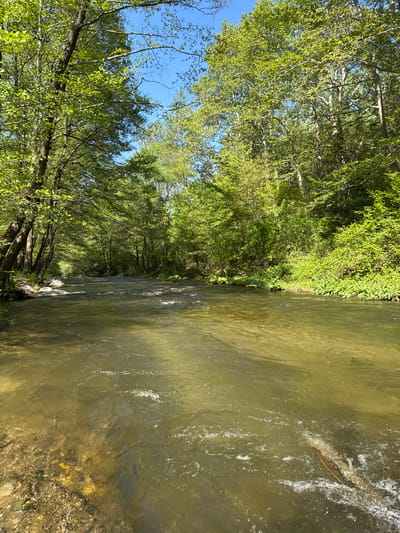 A river flows through a heavily wooded area, possibly in Parvenets, Bulgaria, though this cannot be confirmed from the image. The river's water appears murky, with visible reflections of light and surface disturbances suggesting movement. Lush green trees line both banks of the river, forming a dense canopy overhead that obscures much of the sky. A small patch of blue sky is visible through the treetops. The angle of the image is slightly off-kilter.