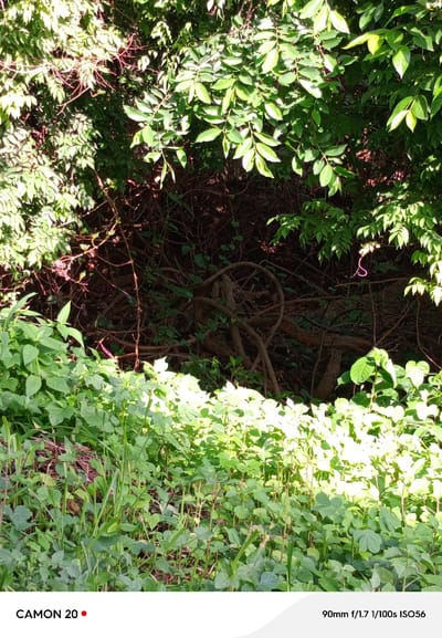 The image displays a dense, natural scene dominated by lush green foliage. In the foreground, a thick carpet of various plants and grasses creates a vibrant green undergrowth, with some areas illuminated by bright sunlight, giving them a lighter, almost yellow hue. Behind this, a dark, tangled mass of branches and vines forms a thicket, receding into shadow. In the upper portion of the image, more leafy branches create a canopy, with sunlight filtering through, casting dappled light on the leaves. A single, thin, bright pink strand is visible hanging from one of the branches in the mid-ground. The setting appears to be a natural area, possibly a wooded or overgrown section of land. The text at the bottom of the image indicates "CAMON 20" and "90mm f/1.7 1/100s ISO56". This image does not contain any identifiable landmarks or features that would place it specifically in Sabon Sarki, Nigeria.