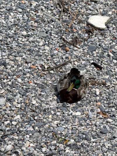 A mallard duck is resting on a surface covered with small, gray and white stones and scattered twigs. The duck is positioned in the lower right quadrant of the image, facing left. Its head is tucked into its body, and its eyes are closed. The duck's plumage is a mix of brown, gray, and white, with a distinctive green head. The surrounding environment is a dense gravel bed with occasional small pieces of brick and a few dried leaves. The lighting suggests it is daytime, with shadows cast by the stones and duck. The scene does not depict any buildings or recognizable landmarks of Gittana, Italy.