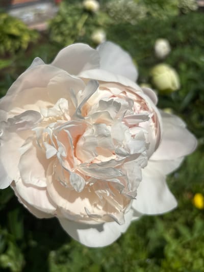 The image shows a close-up of a pale pink peony flower. The flower has many delicate, ruffled petals. It is in a garden setting, with blurred green foliage and hints of other flowers in the background. There is a bright yellow speck in the lower right portion of the image, possibly another flower or insect. The lighting suggests it is daytime, with sunlight illuminating the petals. The location of Кордово, Russia, is not discernible from the visual information in the image.