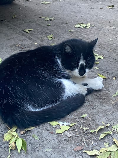 A black and white cat is curled up sleeping on a cracked, gray, dirt ground. Several green and brown leaves are scattered around the cat. A dark object, possibly a car tire, is visible at the top left of the image. The cat has white paws and a white patch on its face.