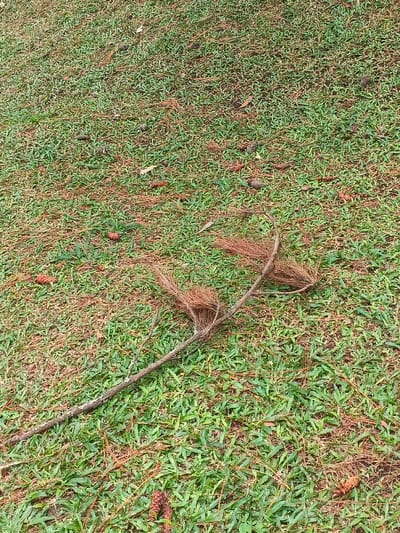 A grassy expanse covered in sparse pine needles and scattered pine cones. A fallen tree branch with clumps of dry pine needles attached lies diagonally across the center. The grass is green with hints of brown, creating a textured surface. The pine cones vary in size and are distributed unevenly across the landscape. The branch appears weathered, with light-colored patches on its bark.