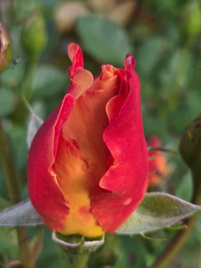 A close-up, eye-level shot focuses on a vibrant rose bud, its petals unfurling in shades of deep red and warm orange. The bud is partially open, revealing a rich, golden-yellow interior at its core. The outer petals are a striking scarlet, with delicate, wavy edges that catch the light. Some petals show subtle variations in color, with hints of pink and darker red markings. The bud is covered in fine, silvery fuzz, particularly noticeable on the sepals that enclose it.

The background is softly blurred, creating a bokeh effect that emphasizes the rose. It consists of lush green foliage, suggesting a garden setting. A few other rose buds and stems are faintly visible in the background, out of focus. On a small, dark bud in the lower left corner, a tiny insect is perched.

The lighting appears to be natural, perhaps from a slightly overcast day, as there are no harsh shadows, and the colors are rich and diffused. The overall mood is one of gentle beauty and anticipation, as the rose prepares to fully bloom. There is no visible text in the image. The location context of Frolovo, Russia, implies a temperate climate where roses would typically be grown outdoors in a garden during warmer months.