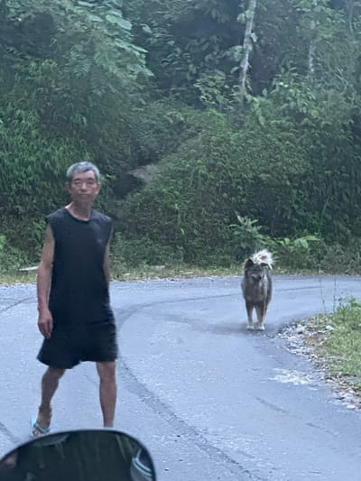 The image, taken in Nậm Dịch Commune, Vietnam, depicts a scene along a paved road, likely during an overcast day or at dusk/dawn due to the dim, cool lighting. Lush, dense green foliage borders the left side of the road, suggesting a natural or forested environment.
An adult male stands on the right side of the road in the foreground, looking directly at the camera with a neutral expression. He has short, light-colored hair and is wearing a dark, short-sleeved top and light blue flip-flops. Part of a vehicle's side mirror is visible in the lower right corner, indicating the photo was taken from within a vehicle.
Further down the road, a dog-like animal with shaggy, light-colored fur around its head and neck and a darker body stands or walks away from the man. The animal appears to be moving towards the distant end of the road. There are no other discernible activities or objects. No text is visible in the image.