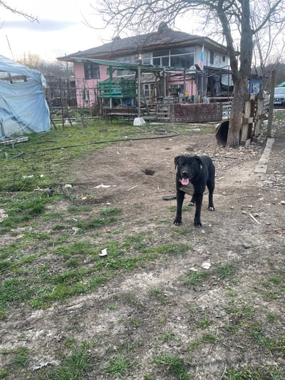 This image depicts an outdoor residential scene in Topchii, Bulgaria, under an overcast sky.
A large, black, short-haired dog, possibly a Mastiff or Cane Corso breed, stands facing the camera in the center-right foreground. Its tongue is extended from its mouth. A metal chain extends from the dog's collar towards the right, out of frame. The ground beneath the dog and throughout the yard is a mixture of bare soil and sparse patches of green grass, with several small, circular depressions in the dirt. Various pieces of debris, including white fragments, are scattered across the ground. A dark garden hose is coiled on the ground to the left of the dog.
In the background, a two-story residential building is visible. Its left facade is pink, and the right facade is a lighter color, possibly white, featuring a large window section on the upper floor. A small flag, horizontally striped white, blue, and red, hangs from the upper right portion of the house. The roof appears dark and weathered. In front of the house, a green wooden structure, possibly a swing set or pergola, is present, surrounded by stacked wooden pallets and miscellaneous items, including a patterned red rug draped over a structure. To the far left, a makeshift structure covered with a light blue tarp is visible. Bare deciduous trees are scattered throughout the background, with one prominent tree on the right side of the frame. A rudimentary wooden fence and the front portion of a light-colored vehicle are partially visible on the far right, behind the tree. No human subjects are present in the scene.
