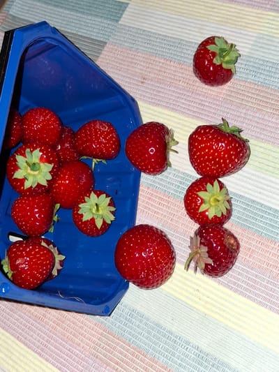 The image depicts a collection of ripe strawberries, some contained within a blue plastic container, while others are scattered on a multi-colored striped surface. The surface appears to be a placemat or tablecloth with alternating bands of pastel colors, including pink, yellow, blue, and white.
The blue container is positioned in the upper left quadrant of the image and is partially filled with strawberries. The strawberries are bright red, with visible seeds. Some have green leafy tops, while others do not. The container has a slightly angled opening.
Outside the container, several strawberries are visible on the striped surface. One strawberry is in the upper right corner, distinct from the others, with a prominent green calyx. Below this, a cluster of three strawberries is arranged vertically. The top strawberry of this cluster is large and well-formed. The middle strawberry has a noticeable green calyx. The bottom strawberry of this cluster appears slightly bruised or damaged. To the left of this vertical arrangement, another strawberry is partially visible, lying on its side.
The lighting suggests an indoor setting, possibly a kitchen or dining area. There is a subtle sheen on the surface of the strawberries, indicating their freshness and juiciness. No people or animals are visible in the image. The overall impression is one of fresh produce ready for consumption. The image does not provide any specific visual cues to determine its location in Åsgårdstrand, Norway.