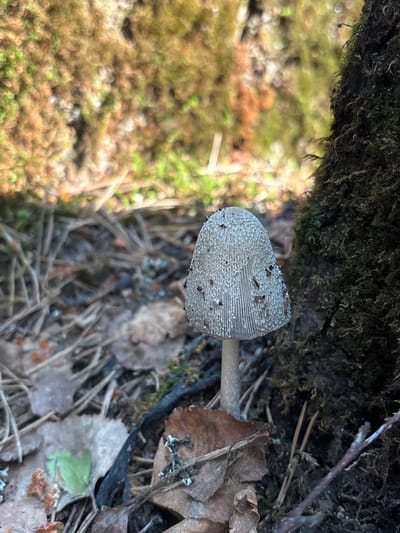 The image presents a close-up view of a single mushroom growing in a natural, woodland setting, likely in Komarovo, Russia. The mushroom is positioned near the base of a dark, moss-covered tree trunk or large root, which dominates the upper portion of the frame.
The mushroom itself has a conical to bell-shaped cap, primarily light grey or whitish, and is textured with numerous small, granular white particles or scales. Distinct radial striations are visible on the cap, especially towards the edges, and it has a few dark specks of debris clinging to its surface. A slender, pale brown stem supports the cap, partially obscured by the surrounding ground.
The forest floor immediately around the mushroom is covered with a mix of organic debris, including dry, fallen leaves (some appearing to be birch or oak), pine needles, and small twigs. The background features a soft, out-of-focus blur of green and brown hues, suggesting distant foliage and moss. The lighting is diffused, indicating daytime, possibly under an overcast sky or within a shaded area of the forest. There is no visible activity other than the mushroom growing in its natural habitat, and no discernible text is present in the image. The scene evokes a sense of tranquility typical of a quiet forest environment.