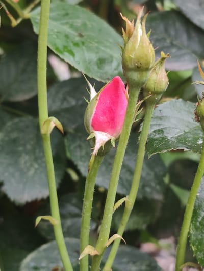 A close-up, vertical shot captures a bright pink rose bud at the center of the frame, surrounded by green stems and foliage. The rose bud is tightly closed, with its petals a vibrant pink at the tip and fading to a lighter pink near the base. Small, pointed green sepals are visible at the base of the bud. Several other rose buds, in various stages of development and covered in light green sepals, are present to the right and left of the main subject. The stems are thick and green, with tiny spines dotting their surfaces. The background consists of dark green, out-of-focus leaves, suggesting a garden or natural setting. The lighting appears to be overcast or diffused, as there are no harsh shadows. There is no indication of human presence or activity in this image. The photograph was taken in Beglatoy, Russia.