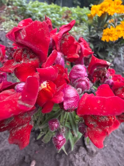 The image shows a close-up view of red and pink flowers, possibly snapdragons, with some yellow flowers in the background. The flowers appear to be in a garden setting, with green foliage and a dirt or gravel path in the foreground. The red flowers are a vibrant color, with some appearing slightly wilted or dusty. The pink flowers are smaller and have a velvety texture. The yellow flowers are out of focus but suggest a mix of colors in the garden. The image has been taken in Павловка, Russia.