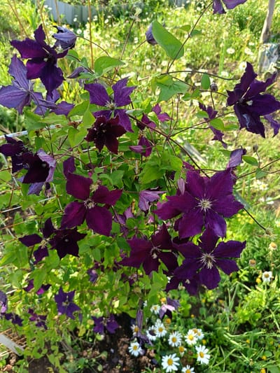 The image shows a cluster of deep purple clematis flowers with green foliage, growing on a wire trellis. The flowers have a star-like shape with six petals each, and some of them are fully open while others are still buds. The background is a blur of green plants and white and yellow wildflowers, suggesting an outdoor garden setting. The lighting indicates it is daytime, with sunlight casting shadows and highlighting the textures of the petals. The location is specified as Vodinskiy, Russia.