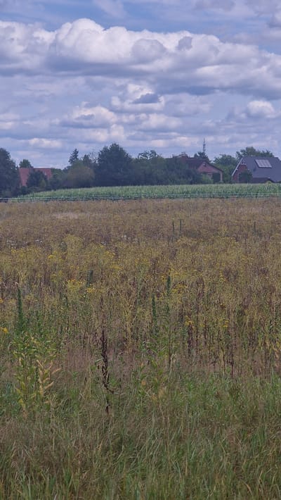 The image depicts a rural landscape in Jesteburg, Germany, on a partly cloudy day. The foreground is dominated by a field of dry grass and weeds, interspersed with some taller green plants. In the middle ground, a fence runs horizontally across the frame, separating the dry field from a green field that appears to be a crop, possibly corn. Beyond the green field, several houses are visible, nestled among trees. One house in the background has solar panels on its roof. The sky is filled with fluffy white and grey clouds against a blue background. The overall impression is one of a tranquil, agricultural setting.