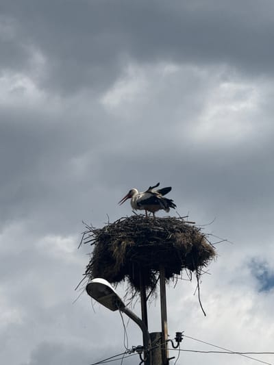 A white stork stands in its nest, which is built on top of a utility pole in Rusokastro, Bulgaria. The stork is facing to the right, with its beak open and its wings slightly raised. The nest is made of twigs and straw, and it is located high up on the pole. The sky is cloudy and gray, with some patches of blue peeking through. The image is taken from below, looking up at the stork and its nest.