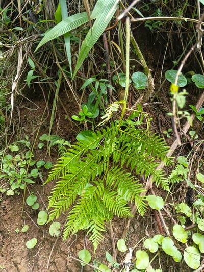 A close-up depicts a lush scene of vegetation. A vibrant green fern dominates the center, its delicate fronds spread wide. Circular, penny-like leaves of another plant cluster around the fern and along the bottom of the frame. Other green plants with varied leaf shapes intertwine with dried stems and roots against a backdrop of earthy soil. Bamboo-like leaves also appear within the plants. The shot provides a detailed view of undergrowth.