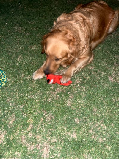 A golden retriever lies on a patch of grass, its head angled towards the viewer. The dog is holding a red stuffed animal toy, possibly a fox or similar creature, with its front paws. The grass is green and appears to be well-maintained. The location is Barrio de Nuevo León, Mexico. Another toy of ropes is visible in the bottom left.