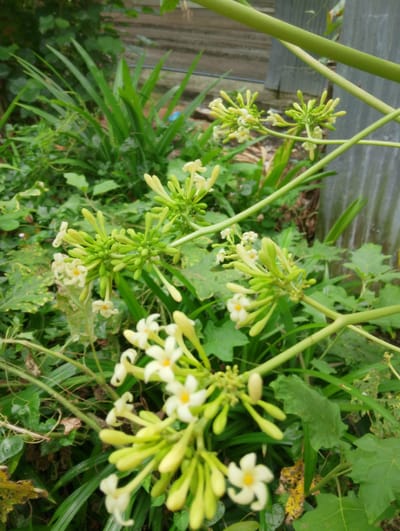 In the city of Reudeupbluek, Indonesia, a cluster of small, delicate, pale yellow flowers with orange centers are in bloom on a green, fleshy stem. The flowers are accompanied by numerous unopened green buds. The plant is surrounded by lush green foliage, including long, slender green leaves and broader, textured leaves. In the background, a weathered, grey corrugated metal fence is visible, suggesting an outdoor, perhaps garden or yard, setting. The scene is naturally lit, with some areas appearing shaded by the surrounding vegetation.