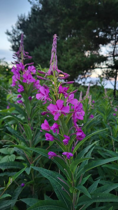 In the city of Rohuneeme, Estonia, a close-up shot captures a cluster of tall, vibrant pink-purple flowers, likely Fireweed (Chamerion angustifolium), growing in a field. The foreground is dominated by the detailed texture of the flowers and their green, lance-shaped leaves. In the background, the scene transitions to a soft focus of more of these flowering plants and the dark green foliage of evergreen trees, with a sliver of pale sky visible at the top. The lighting suggests it is either early morning or late evening. There are no people or animals present in the image.