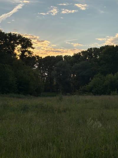 A vertical, eye-level, medium shot captures a serene sunset scene over a grassy meadow bordering a dense forest. The sky, a soft blue, transitions to a warm orange and yellow hue near the horizon, illuminated by the setting sun peeking through the silhouetted treeline. Wispy clouds drift across the sky, some catching the golden light. A faint contrail from an aircraft is visible high in the sky. The foreground is dominated by a lush, tall, green meadow with a variety of grasses and wildflowers. Behind the meadow, a thick wall of dark green trees forms the edge of a forest, with sunlight filtering through in some areas. The overall impression is one of natural beauty and tranquility, a peaceful landscape.