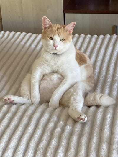 A ginger and white cat sits upright on a white, textured surface. The cat has its front legs resting on its stomach and its hind legs spread apart. Its head is turned towards the viewer, with green eyes and pink nose. The cat is wearing a silver collar. The background consists of a blurred wooden surface. The scene is indoors and is likely a domestic setting. There is no specific information about the location in Świdnica, Poland.