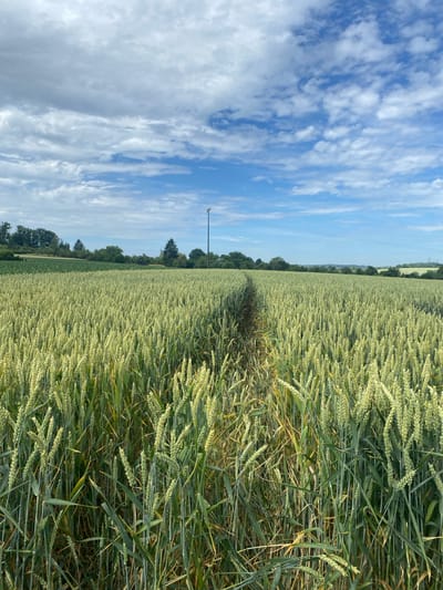 The image depicts a field of wheat under a cloudy blue sky, located in Sachsenheim, Germany. A narrow path winds through the tall, green wheat stalks, leading towards the horizon. In the distance, trees and rolling hills are visible, along with a telephone pole and power lines. The overall scene is one of a rural, agricultural landscape.