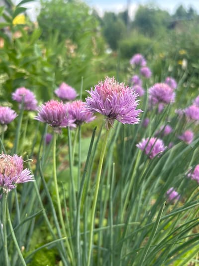 The media file displays a close-up, vertical view of chive blossoms and their green stalks. The chive flowers are predominantly purple and pink, with a fluffy, spherical appearance from the numerous thin petals. Several blossoms are in focus, particularly one in the foreground to the left, showcasing its intricate structure. Other blossoms are visible in the background, some in softer focus, creating a sense of depth. The long, slender green stalks of the chives fill much of the frame, providing a backdrop and framing for the flowers.

The setting appears to be an outdoor garden or a natural grassy area, with hints of other green foliage and possibly some blurred trees in the upper left portion of the image. The lighting suggests it is daytime, likely sunny, given the brightness and some subtle shadows. There are no people or specific objects other than the plants. No text is visible. The overall mood is natural and serene, focusing on the delicate beauty of the blooming chives. The location context of Staraya Sal'ya, Russia, implies a temperate climate where chives would be growing during their blooming season, likely late spring or summer.
