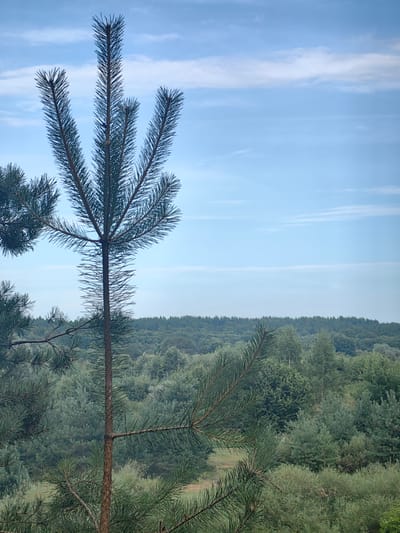 The image depicts a serene natural landscape dominated by a pine tree in the foreground, its branches fanning out against a pale blue sky with wispy white clouds. In the middle ground, a dense forest stretches across the horizon, appearing as a textured carpet of various shades of green. The sky occupies the upper half of the frame, transitioning to a softer, lighter blue near the horizon. The overall impression is one of tranquility and the vastness of nature. The specific location is the city of Zelenets, Russia. There are no people or discernible actions in the image.