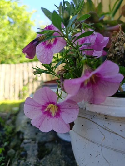 The image is a close-up, low-angle shot of pink petunias in a white pot. The flowers are wet, with visible water droplets on their petals. The background is blurred, showing green foliage, a wooden fence, and a blue sky. The scene appears to be outdoors, likely in a garden or on a balcony. There are no people or animals visible. The image is composed to highlight the delicate beauty of the flowers. The location is not specified in the image or context.