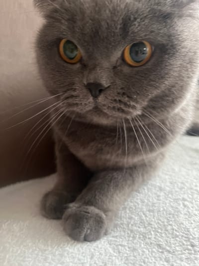 A close-up, eye-level, medium shot shows a grey Scottish Fold cat with round, golden-green eyes. The cat's ears are folded forward, and its front paws are tucked neatly beneath its chin. The cat is resting on a white, textured surface, likely a towel or blanket. The background is a soft, muted brown, out of focus. The scene appears to be indoors. There is no identifiable information to place this image in Kauchuk Stantsiya, Russia.