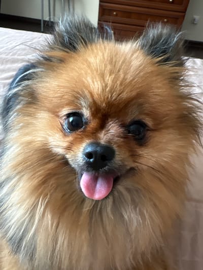 A close-up, head-on, eye-level shot features a small, fluffy dog with light brown and gray fur. The dog is panting with its pink tongue hanging out. Its dark eyes are wide and looking directly at the camera. The background is blurred, showing a hint of furniture and a wall. The image appears to be taken indoors, with the dog positioned on a surface that is possibly a bed or couch, indicated by the soft, textured fabric. The lighting is natural, casting soft shadows. The dog's ears are perked up, with gray tips visible. This image does not provide any information related to the city of Раздольное, Russia.