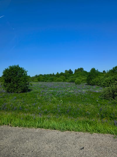 The image shows a bright, sunny day with a clear blue sky. In the foreground, there is a paved road with an asphalt surface. Beyond the road is a grassy field dotted with numerous purple lupine flowers and some white wildflowers. A large, round green tree stands on the left side of the field. In the background, a dense line of green trees forms a natural barrier. The scene depicts a rural or semi-rural landscape, likely in the city of Makaryev, Russia, given the context of the query. There are no people or animals visible in the image, and no specific actions or interactions are taking place. The environment appears natural and undisturbed, bathed in ample sunlight.