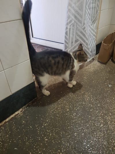 A tabby and white cat stands in a hallway. The cat is facing right, with its tail held high. The hallway has white tiled walls and a dark, speckled floor. A white door with vertical slats is visible in the background, along with a patterned curtain and a cardboard box. The scene appears to be an indoor setting within a residential property in Lomets, Bulgaria.
