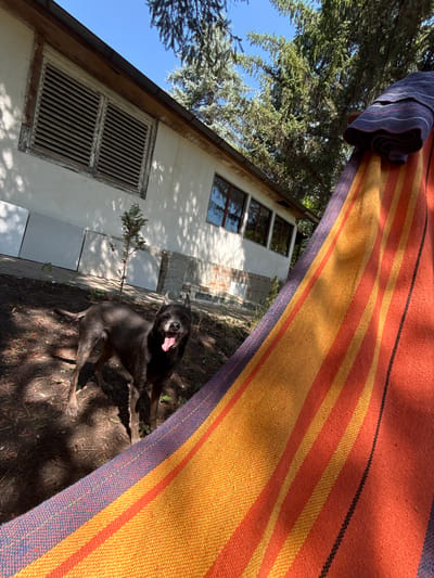In the city of Tsatsarovtsi, Bulgaria, a black dog stands in the dirt yard of a white building. The dog is panting with its tongue out. To the right of the dog, a colorful hammock is stretched out, filling the foreground of the image. The building, partially visible, appears to be a single-story structure with windows and what looks like ventilation grates. Tall trees with green foliage surround the area, and the sky is clear and blue. The lighting suggests it is daytime.
